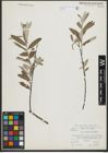 Foto von Salix salviifolia Brot.